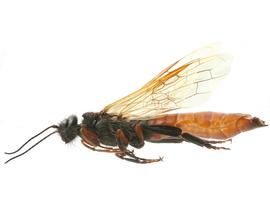   Sirex varipes  male lateral habitus; photo by H. Goulet, CNC 
